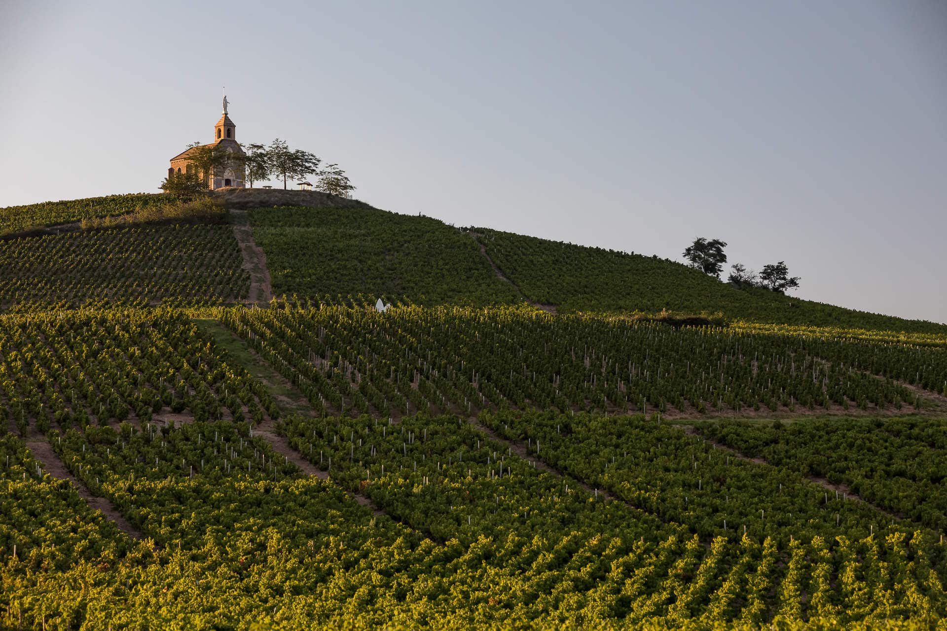 Paysage de Fleurie et ses vignes